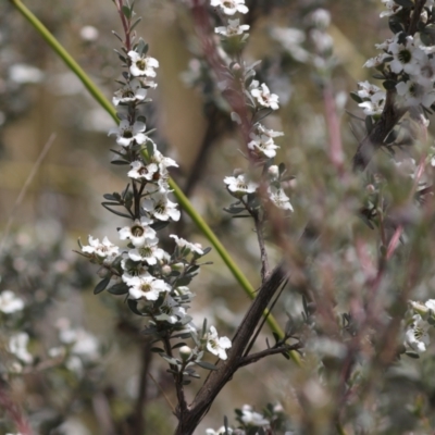 Leptospermum myrtifolium (Myrtle Teatree) at Rendezvous Creek, ACT - 7 Jan 2024 by Sarah2019