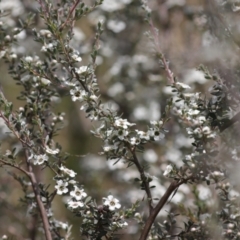 Leptospermum myrtifolium at Namadgi National Park - 7 Jan 2024