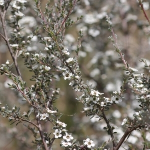 Leptospermum myrtifolium at Namadgi National Park - 7 Jan 2024