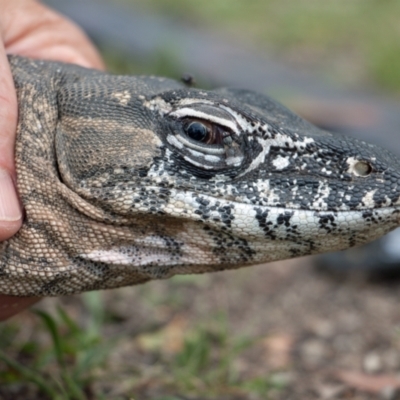 Varanus rosenbergi (Heath or Rosenberg's Monitor) at Booth, ACT - 14 Dec 2017 by DonFletcher