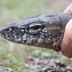 Varanus rosenbergi at Namadgi National Park - 14 Dec 2017