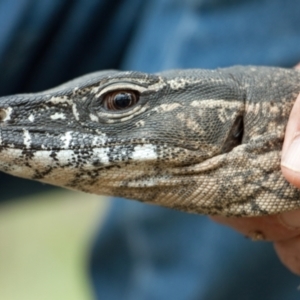 Varanus rosenbergi at Namadgi National Park - suppressed