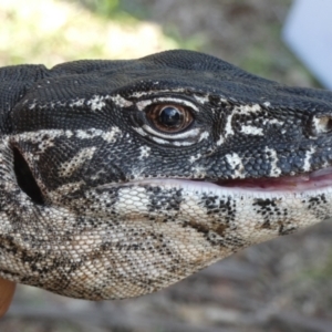 Varanus rosenbergi at Namadgi National Park - suppressed