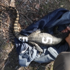 Varanus rosenbergi at Namadgi National Park - suppressed