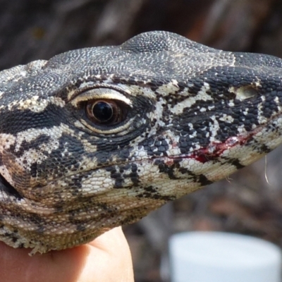 Varanus rosenbergi (Heath or Rosenberg's Monitor) at Booth, ACT - 15 Dec 2017 by DonFletcher