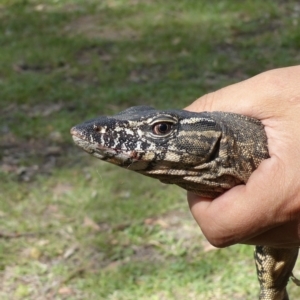 Varanus rosenbergi at Namadgi National Park - suppressed