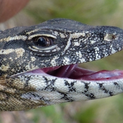 Varanus rosenbergi (Heath or Rosenberg's Monitor) at Booth, ACT - 15 Dec 2017 by DonFletcher