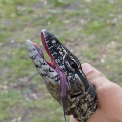 Varanus rosenbergi at Namadgi National Park - suppressed