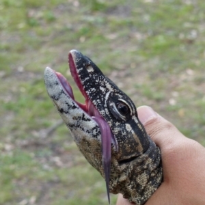 Varanus rosenbergi at Namadgi National Park - 15 Dec 2017