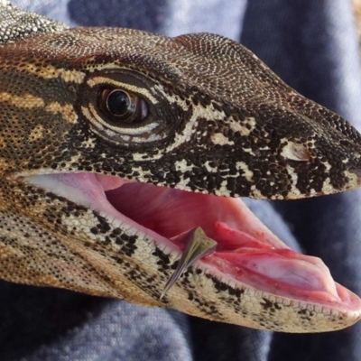 Varanus rosenbergi (Heath or Rosenberg's Monitor) at Namadgi National Park - 15 Dec 2017 by DonFletcher