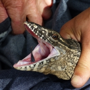 Varanus rosenbergi at Namadgi National Park - 15 Dec 2017