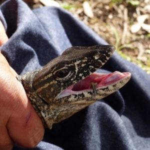 Varanus rosenbergi at Namadgi National Park - 15 Dec 2017