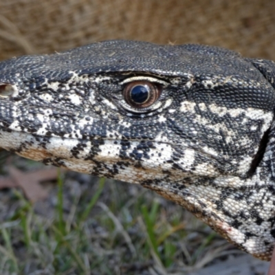 Varanus rosenbergi (Heath or Rosenberg's Monitor) at Namadgi National Park - 7 Dec 2018 by DonFletcher