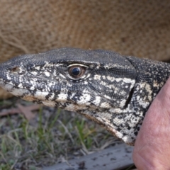 Varanus rosenbergi at Namadgi National Park - suppressed