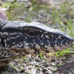 Varanus rosenbergi at Namadgi National Park - suppressed