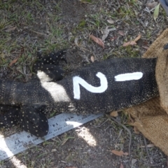 Varanus rosenbergi at Namadgi National Park - suppressed