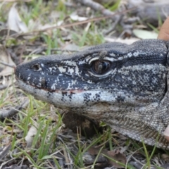 Varanus rosenbergi (Heath or Rosenberg's Monitor) at Booth, ACT - 7 Dec 2018 by DonFletcher