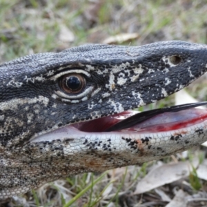 Varanus rosenbergi at Namadgi National Park - 7 Dec 2018