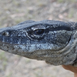 Varanus rosenbergi at Namadgi National Park - 7 Dec 2018