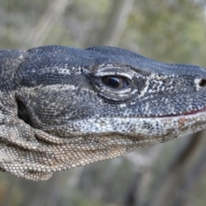 Varanus rosenbergi at Namadgi National Park - 7 Dec 2018