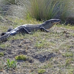 Varanus rosenbergi at Namadgi National Park - 7 Dec 2018