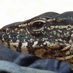 Varanus rosenbergi (Heath or Rosenberg's Monitor) at Namadgi National Park - 11 Jan 2019 by DonFletcher