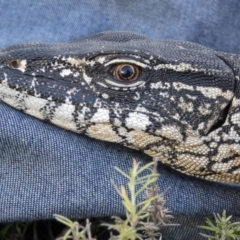 Varanus rosenbergi (Heath or Rosenberg's Monitor) at Namadgi National Park - 13 Jan 2019 by DonFletcher