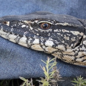 Varanus rosenbergi at Namadgi National Park - 13 Jan 2019