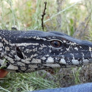 Varanus rosenbergi at Namadgi National Park - 13 Jan 2019