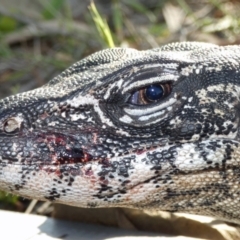 Varanus rosenbergi (Heath or Rosenberg's Monitor) at Mount Clear, ACT - 13 Jan 2019 by DonFletcher