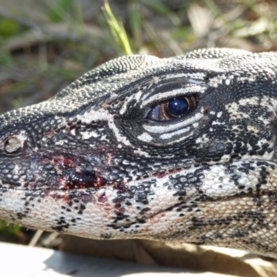 Varanus rosenbergi (Heath or Rosenberg's Monitor) at Namadgi National Park - 13 Jan 2019 by DonFletcher