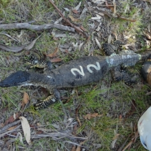 Varanus rosenbergi at Namadgi National Park - 15 Feb 2019