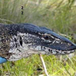 Varanus rosenbergi at Namadgi National Park - 15 Feb 2019