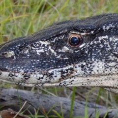 Varanus rosenbergi at Namadgi National Park - suppressed