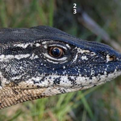 Varanus rosenbergi (Heath or Rosenberg's Monitor) at Mount Clear, ACT - 15 Feb 2019 by DonFletcher