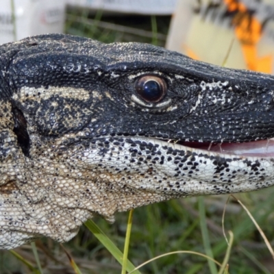 Varanus rosenbergi (Heath or Rosenberg's Monitor) at Namadgi National Park - 15 Feb 2019 by DonFletcher