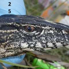 Varanus rosenbergi (Heath or Rosenberg's Monitor) at Mount Clear, ACT - 15 Feb 2019 by DonFletcher