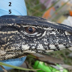 Varanus rosenbergi at Namadgi National Park - 15 Feb 2019