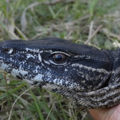 Varanus rosenbergi at Namadgi National Park - 15 Feb 2019