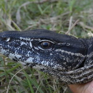 Varanus rosenbergi at Namadgi National Park - 15 Feb 2019