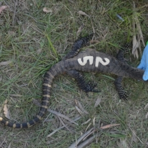 Varanus rosenbergi at Namadgi National Park - 15 Feb 2019