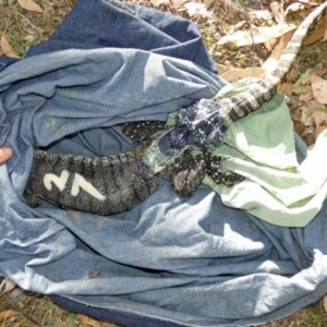 Varanus rosenbergi at Namadgi National Park - 12 Mar 2019