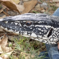 Varanus rosenbergi at Namadgi National Park - suppressed