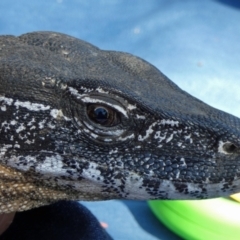 Varanus rosenbergi (Heath or Rosenberg's Monitor) at Namadgi National Park - 15 Mar 2019 by DonFletcher