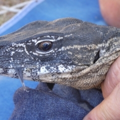 Varanus rosenbergi at Namadgi National Park - 15 Mar 2019