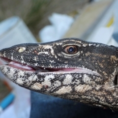 Varanus rosenbergi (Heath or Rosenberg's Monitor) at Namadgi National Park - 26 Mar 2019 by DonFletcher