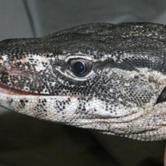 Varanus rosenbergi (Heath or Rosenberg's Monitor) at Mount Clear, ACT - 26 Mar 2019 by DonFletcher