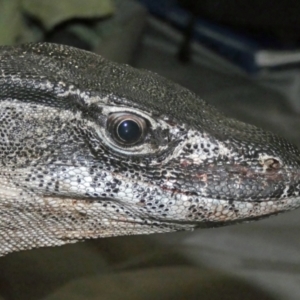 Varanus rosenbergi at Namadgi National Park - suppressed