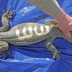 Varanus rosenbergi (Heath or Rosenberg's Monitor) at Namadgi National Park - 25 Sep 2019 by DonFletcher