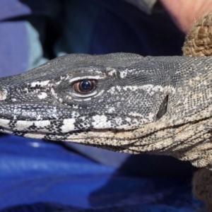 Varanus rosenbergi at Namadgi National Park - 25 Sep 2019